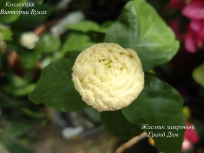 Jasminum Grand Duke1